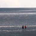 Nordseeküste 2021 Büsum Watt3Brev2-1587-Bearbeitet