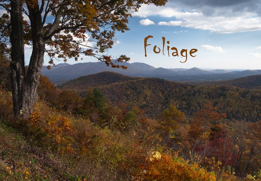 Foliage - Blue Ridge Mountains, Virginia