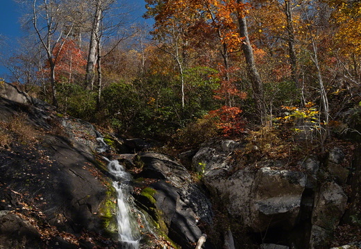 Foliage - Blue Ridge Mountains, Virginia