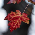 Foliage - Blue Ridge Mountains, Virginia