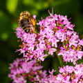 Blüten mit Biene 03